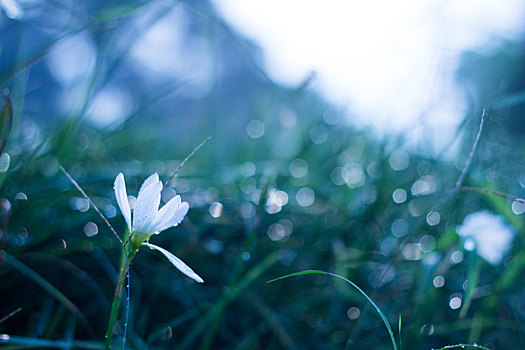 冷艳,花朵