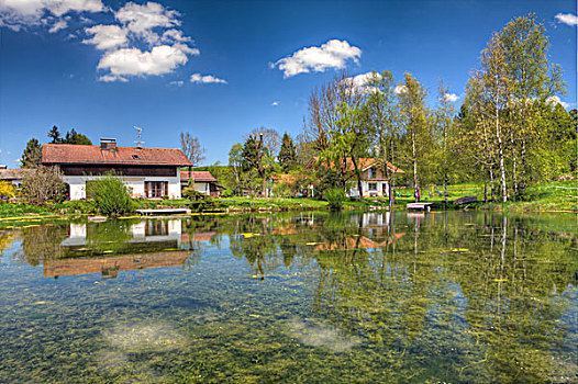 青蛙,水塘,靠近,乡村,上巴伐利亚,巴伐利亚,德国