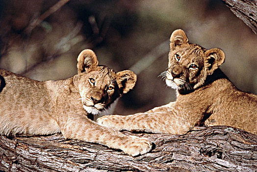 南非,幼狮,大幅,尺寸