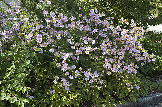 银莲花,日本山茶,魅力