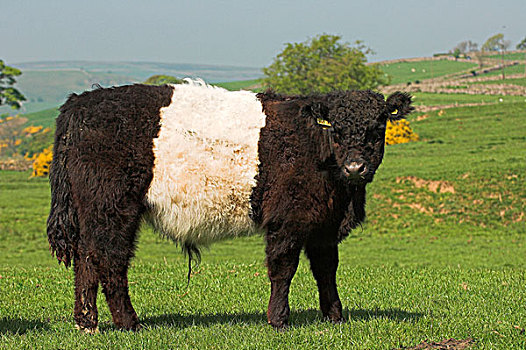 家牛,苏格兰马,小公牛,站立,草场,北约克郡,英格兰,欧洲