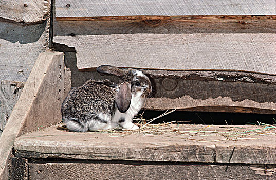 兔子,兔豚鼠属,台阶