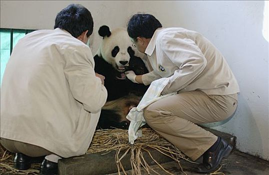 大熊猫,协助,幼兽,检查,健康,中国,研究中心,卧龙自然保护区