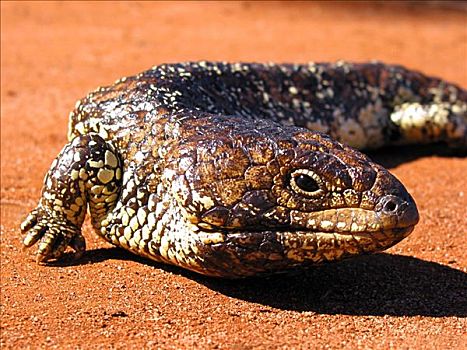 蜥蜴,澳大利亚