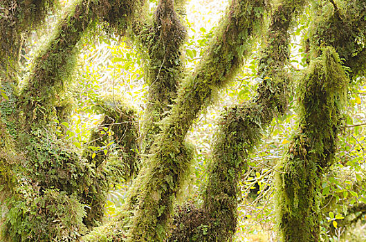 气候温和,雨林,植被,苔藓密布,树,山,艾格蒙特国家公园,北岛,新西兰