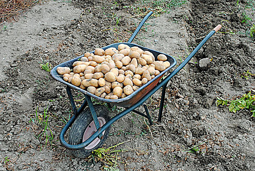 有机,土豆,手推车,花园