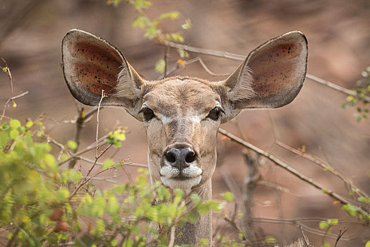 大捻角羚,克鲁格国家公园,南非共和国