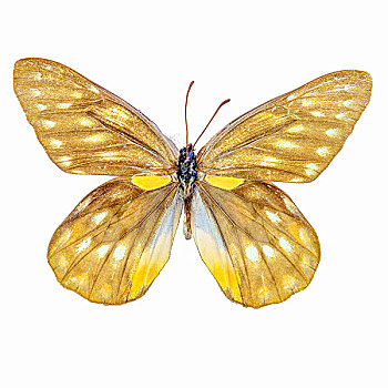 艳妇斑粉蝶蝴蝶标本