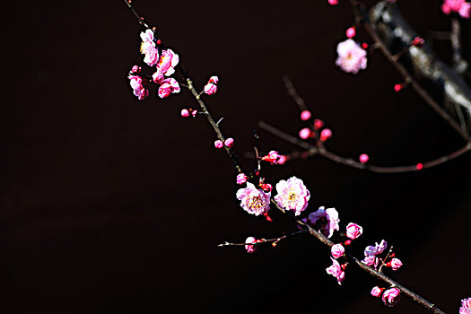 梅花,花朵,梅园,春天,报春
