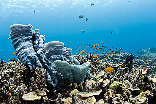 珊瑚礁,蓝色,海绵,热带,珊瑚鱼,巴厘岛