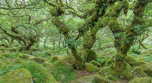 木头,老,橡树,树林,达特姆尔高原,国家公园,英格兰,英国,欧洲