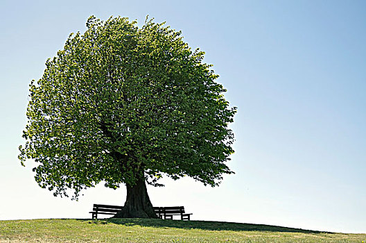 椴树属,长椅,孤树,山,地区,石荷州,德国,欧洲