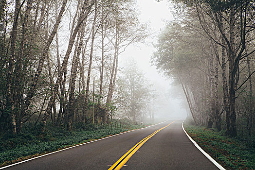 乡村,公路,树林,桤木,树,远景,雾气,悬挂