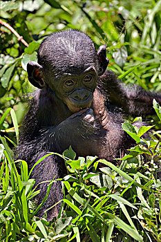 倭黑猩猩,小动物,保护区,金沙萨,刚果