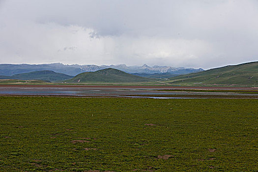 甘肃,尕海,草原,湿地,辽阔,湖泊,草地,小花,旅游,景点,风光