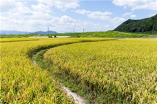 稻田