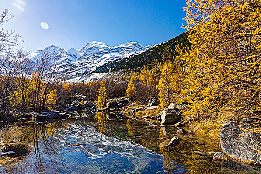 反射,水塘,落叶松,叶子,背景,瓦尔穆尔德拉什,瑞士