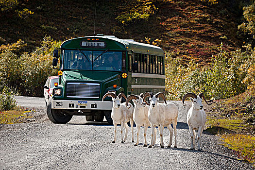 乐队,野大白羊,公羊,站立,公园,道路,德纳利国家公园和自然保护区,旅游巴士,停止,背景,多彩,室内,阿拉斯加,秋天