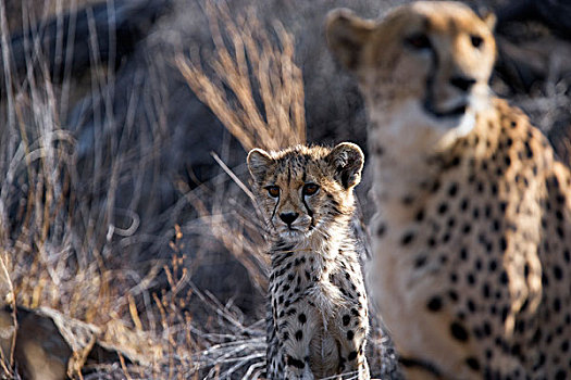 印度豹,猎豹,幼兽,纳米比亚