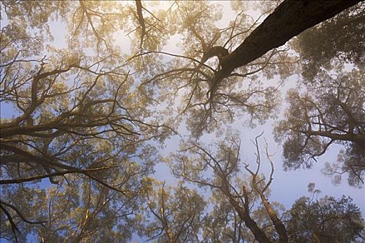 阳光,晨雾,丹顿农山脉,维多利亚,澳大利亚