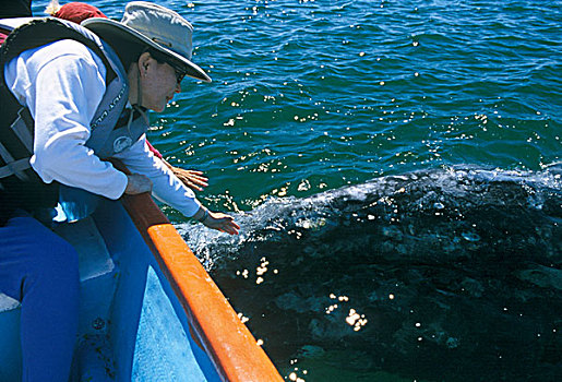 墨西哥,下加利福尼亚州,泻湖,观鲸,灰鲸