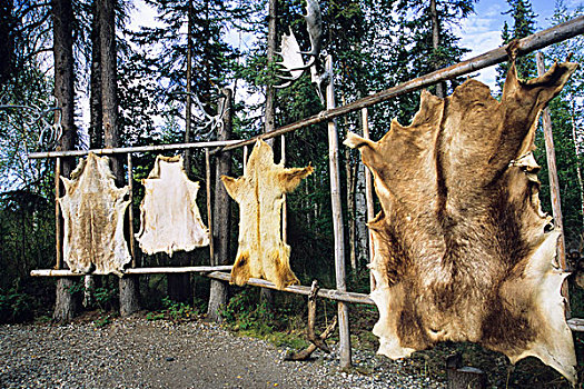 北美驯鹿,鹿,熊,麋鹿,伸展,上方,木质,架子,刮擦,晒黑,大,动物皮,阿拉斯加