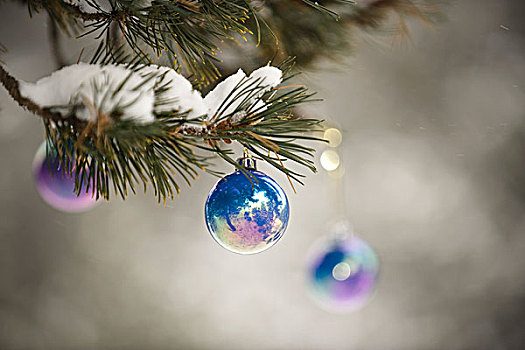 圣诞装饰,悬挂,树枝,雪