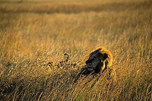 肯尼亚,马赛马拉,狮子,雄性