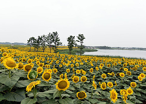 中国农村生产生活场景