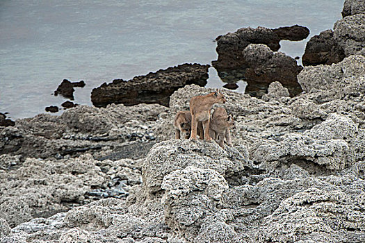 美洲狮,幼兽,7个月,托雷德裴恩国家公园,巴塔哥尼亚,区域,南方,智利