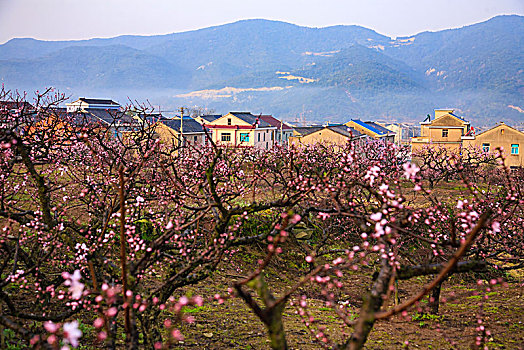 桃林,桃花,花海