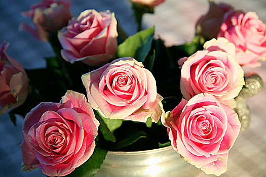 特写,粉色,玫瑰,花瓶