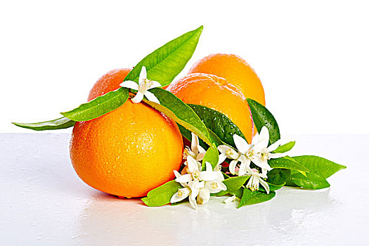 橘子,橙花,花,春天,白色背景,背景