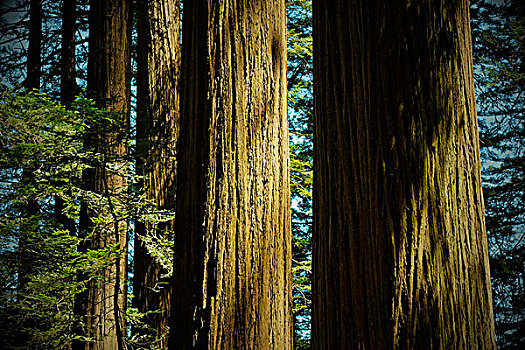 特写,红杉,树干,树林,北加州,美国