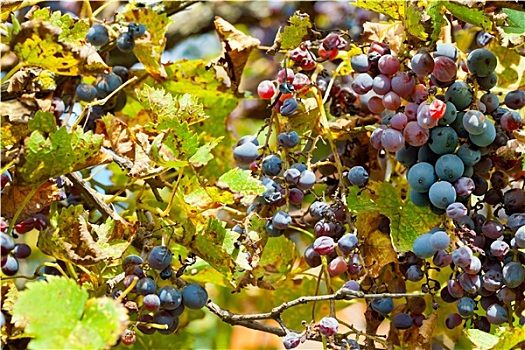 干燥,葡萄,葡萄园