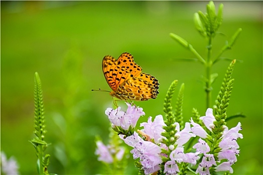 绿豹蛱蝶与花