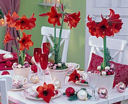 圣诞桌,装饰,红色,朱顶红,孤挺花