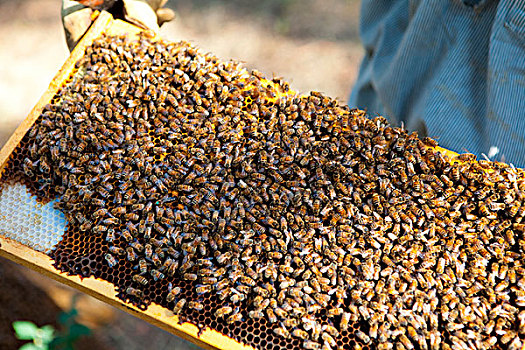 蜜蜂,看护,检查,蜂窝,蒙大拿