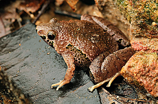 婆罗洲,青蛙,国家公园,马来西亚