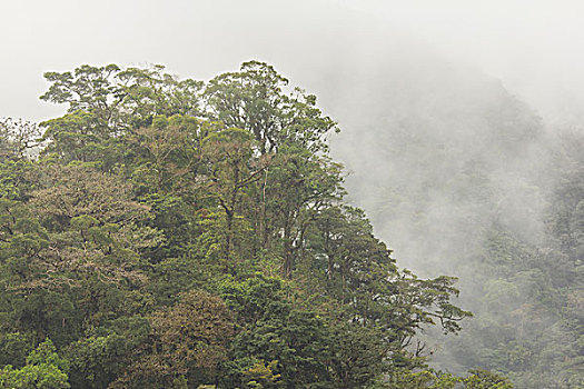 模糊,雨林,哥斯达黎加