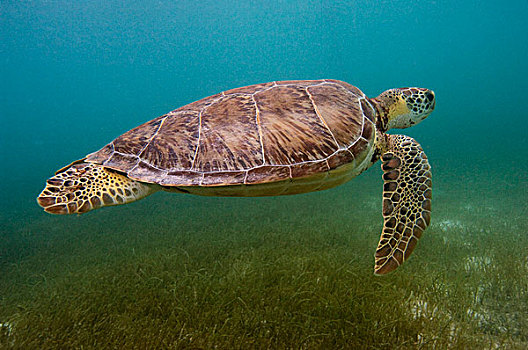 绿海龟,龟类,西安,生物保护区,墨西哥