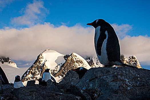 南极,巴布亚企鹅,站立,栖息地,海峡,日落,春天,晚间