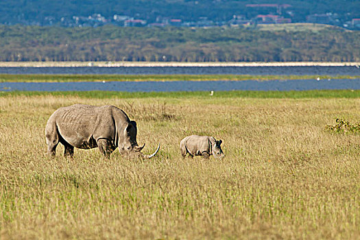 犀牛,白犀牛,成年,幼兽,纳库鲁湖国家公园,肯尼亚,东非,非洲