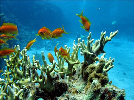 珊瑚礁,珊瑚,异域风情,鱼,仰视,红海,蓝色背景,水,背景