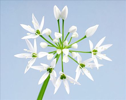 熊葱,野蒜,葱属植物,花,正面,蓝色