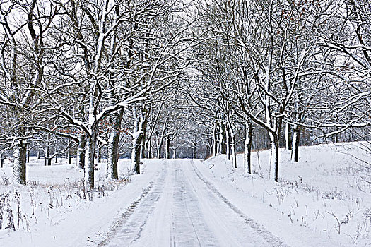 树林,道路,冬天,弗兰克尼亚,巴伐利亚,德国