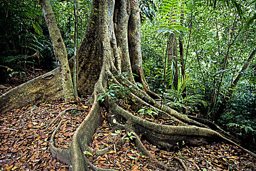危地马拉,雨林,树,根部