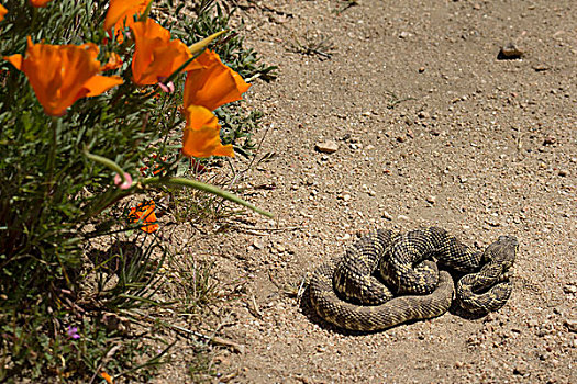 莫哈韦沙漠,响尾蛇,靠近,兰卡斯特,加利福尼亚
