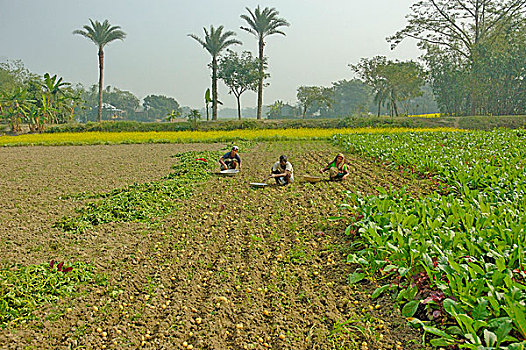 孟加拉,农工,收获,土豆,地点,十二月,2007年