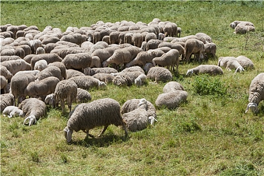羊羔,绵羊,成群,山